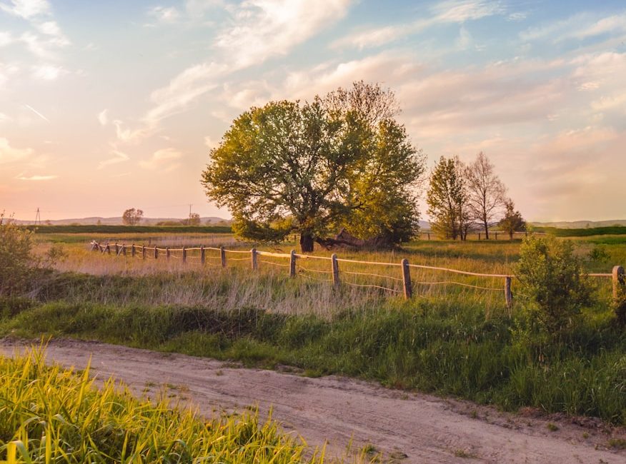 green grass field and trees